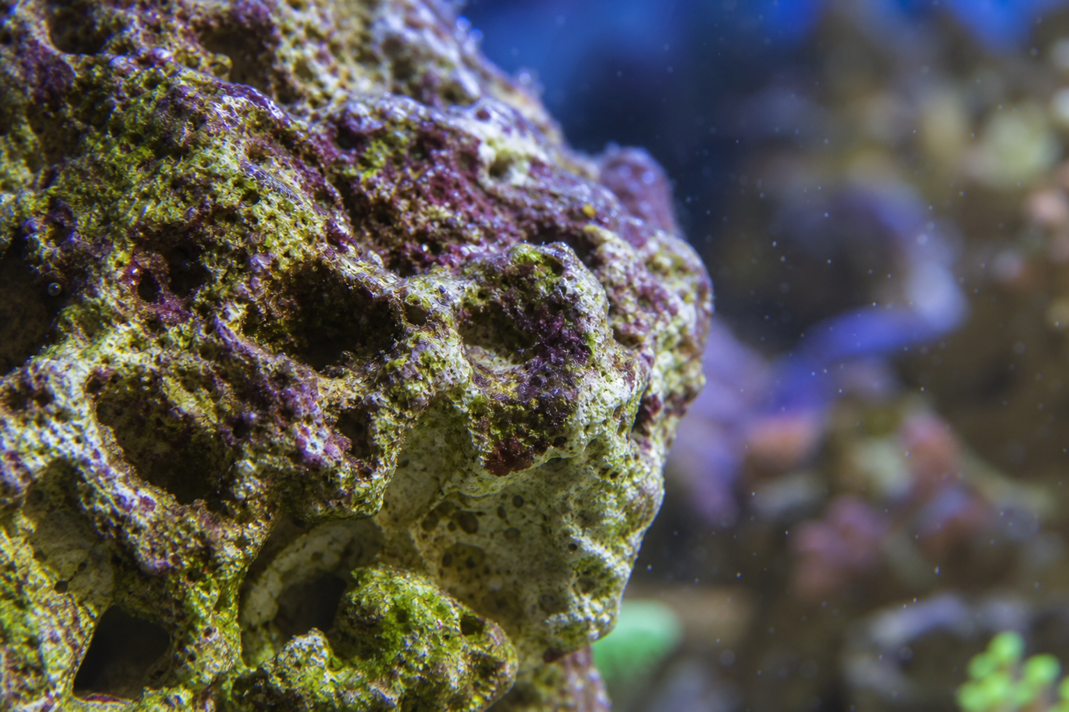 Pierres vivantes: surface poreuse favorisant la colonisation microbienne.