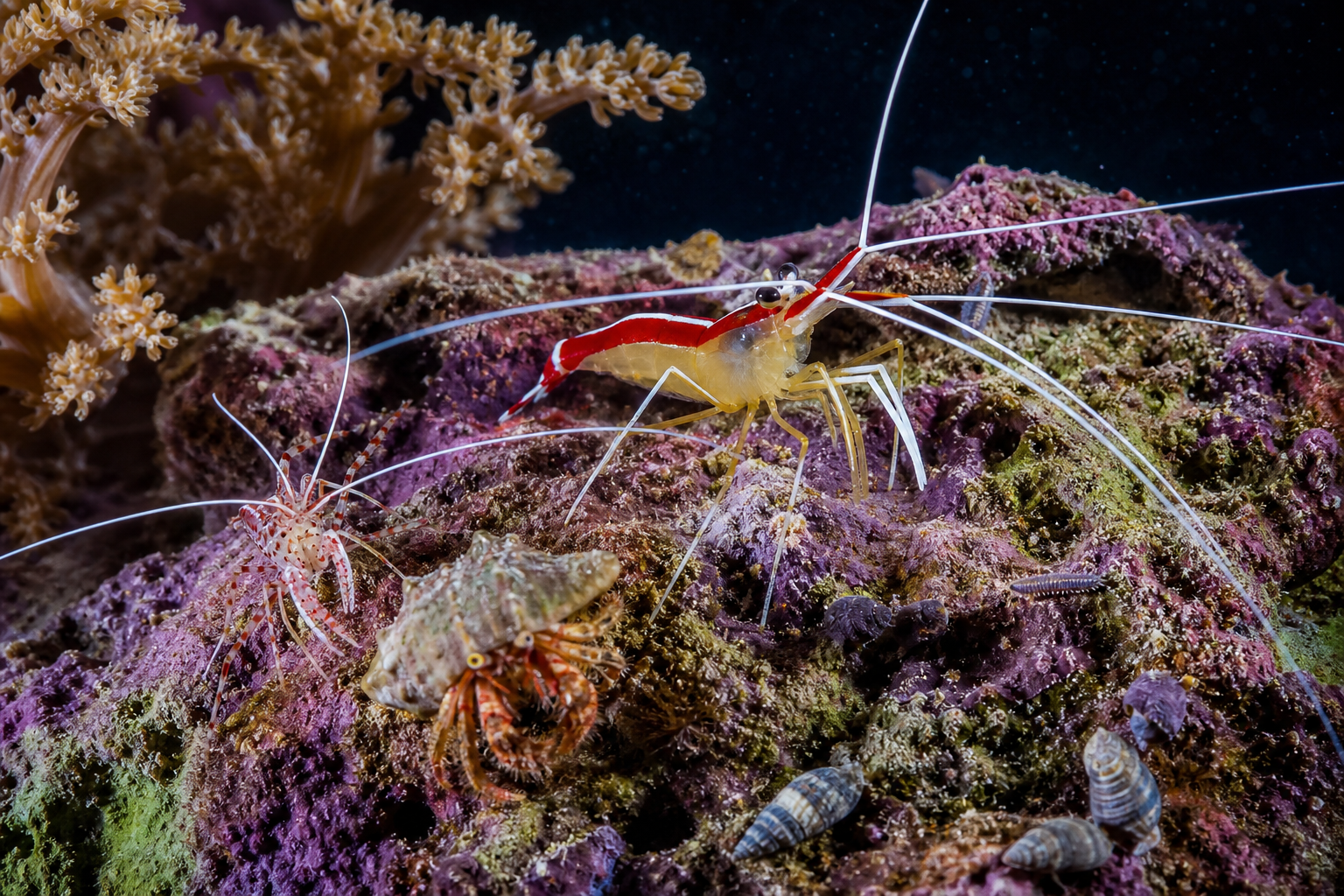 Crevettes et détritivores : la vraie équipe d’un récifal