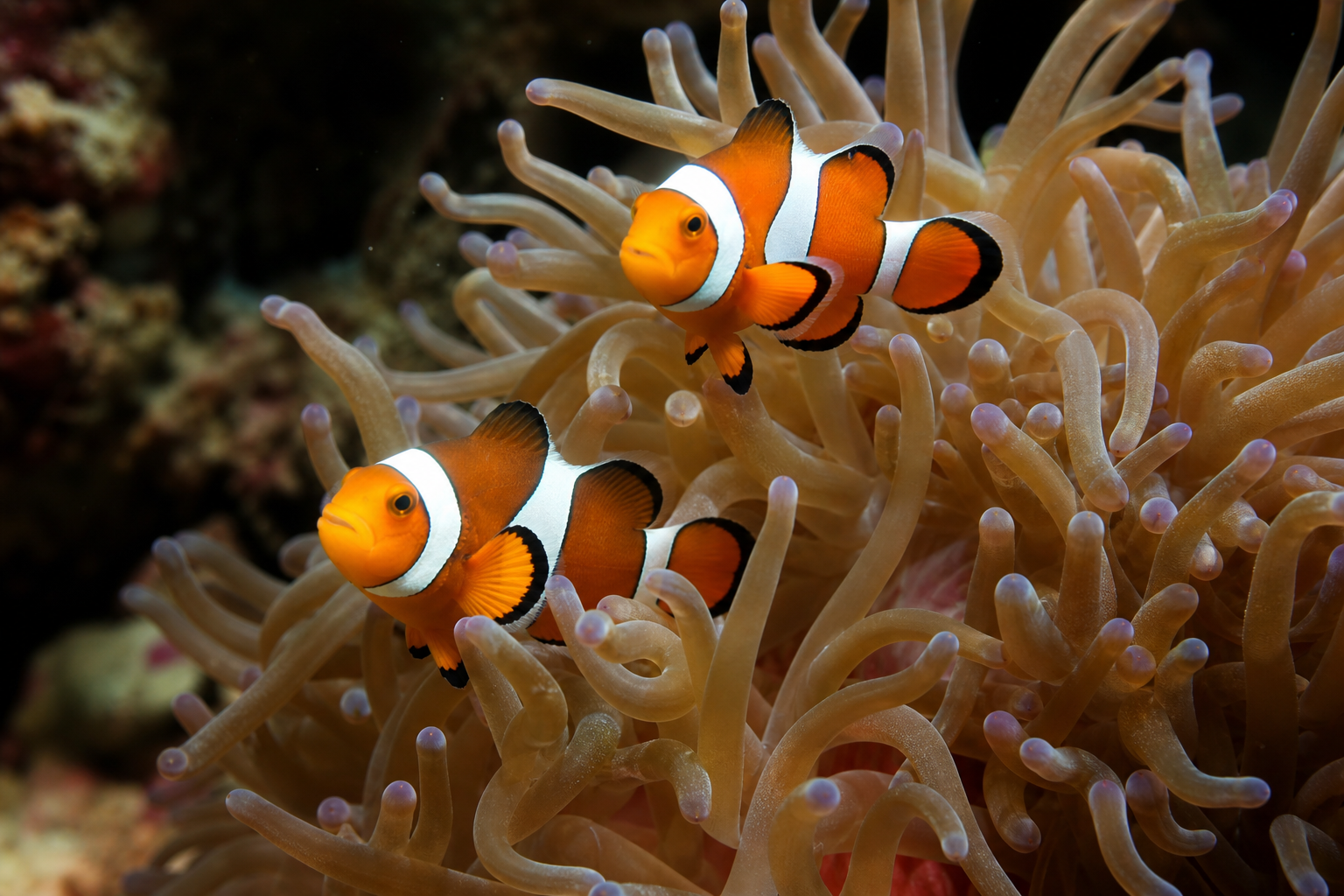 Aquarium poisson-clown : espèces, couple, anémone