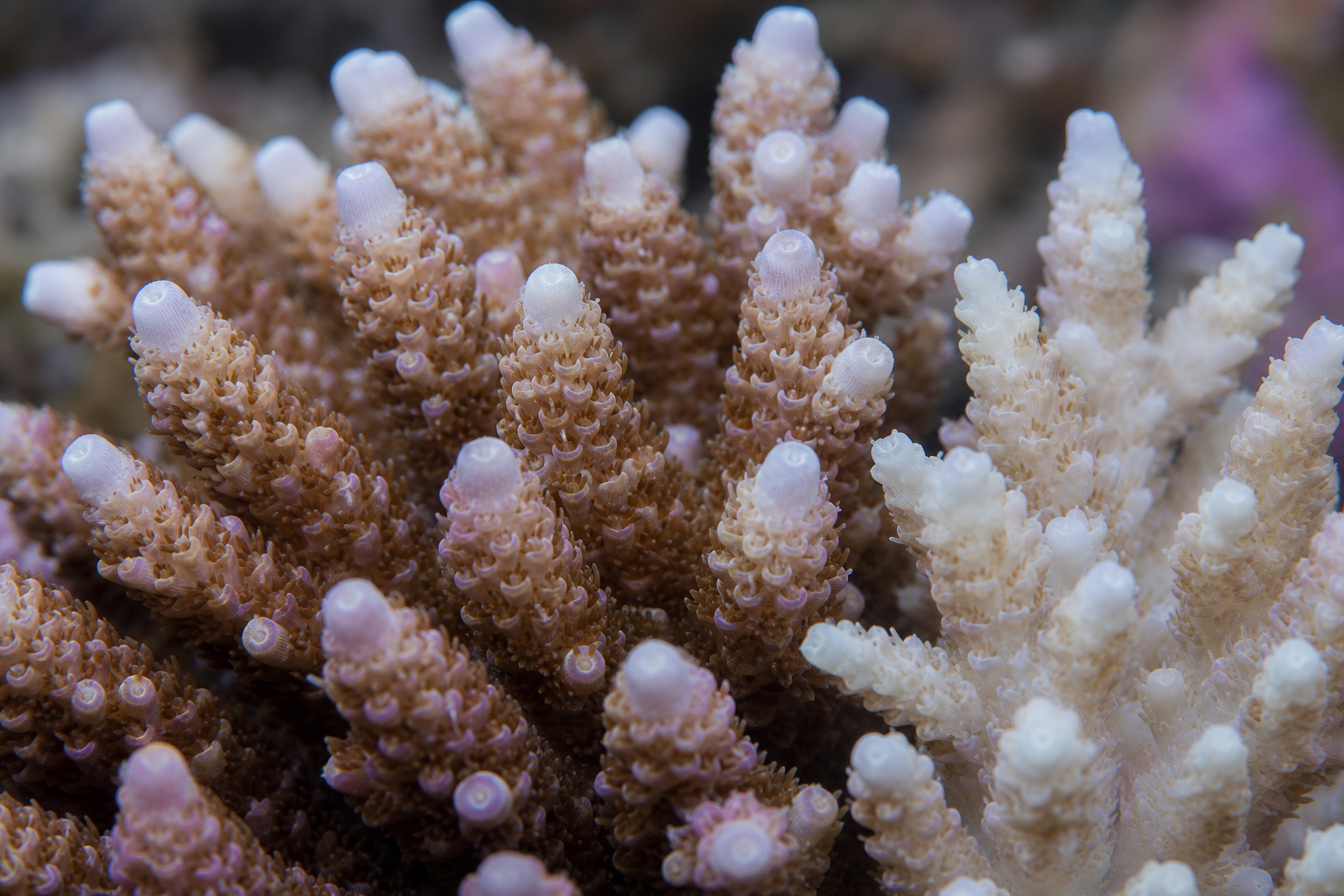 Close-up of Acropora showing sensitivity to stress