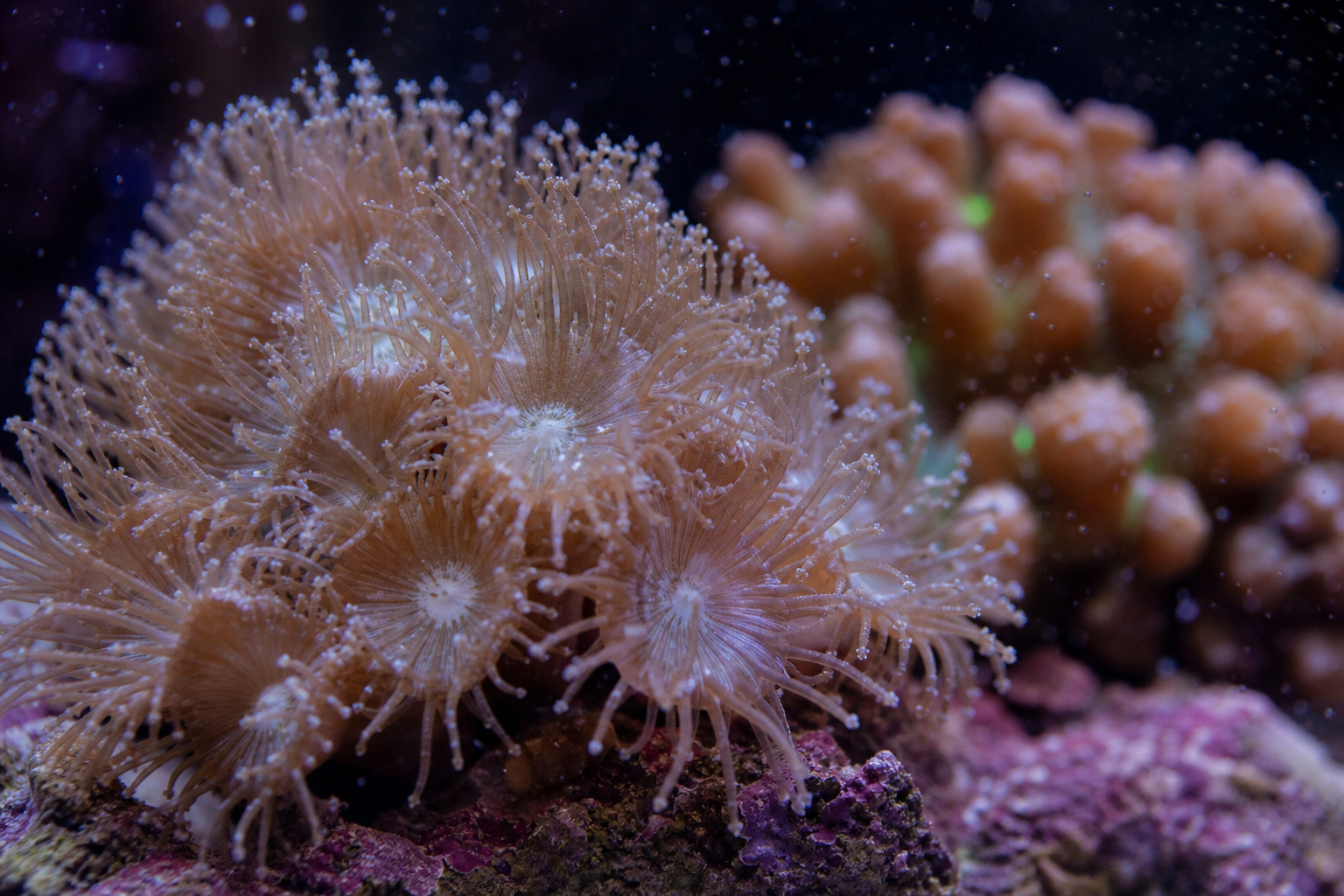 Macro view of Goniopora polyp tentacles and skeletal detail.
