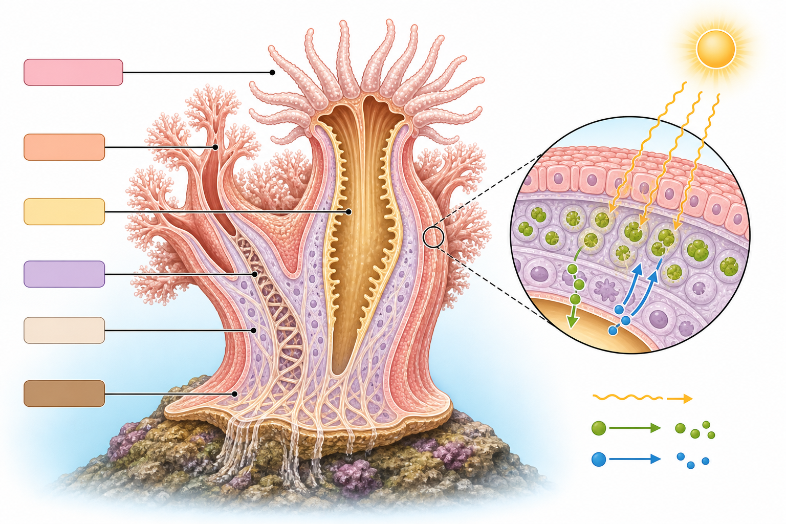 Cross-section anatomy of leather soft corals and symbiotic microalgae.